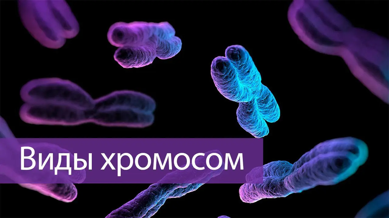 Хромосомы одинарные и удвоеннные